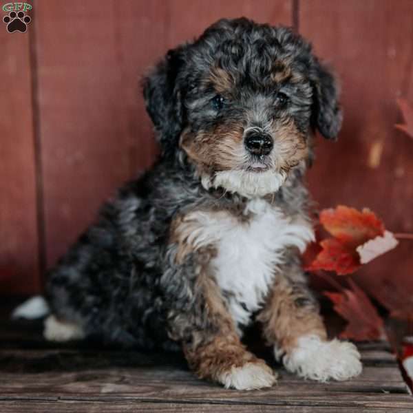 Chip, Mini Bernedoodle Puppy